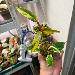 필로덴드론 플로리다뷰티바리 + 스트로베리쉐이크 분양