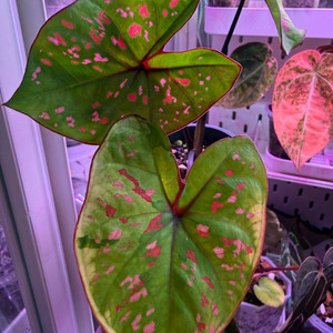 칼라디움 스완 & 칼라디룸 SP