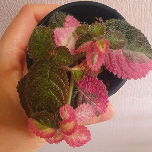 에피스시아 핑크레이디