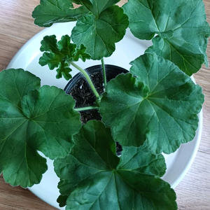 제라늄 타엠마누엘