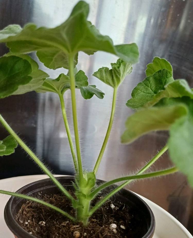 제라늄 타엠마누엘--1