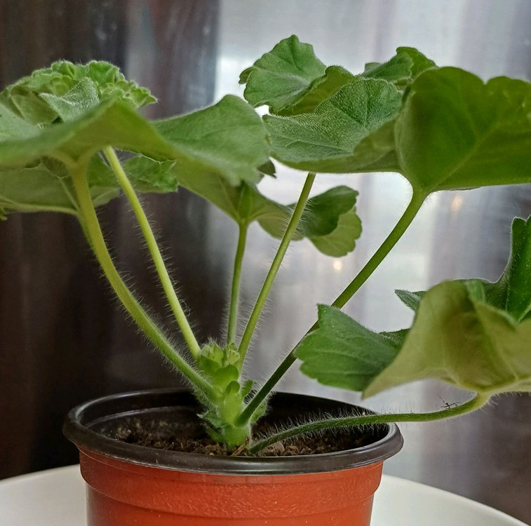 제라늄 타엠마누엘--2