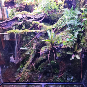 대형 정글 비바리움 사육장