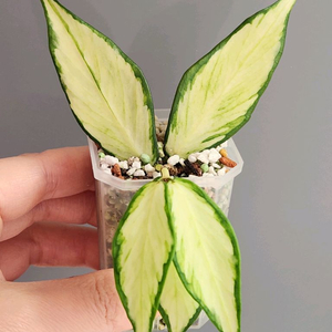 호야 폴리네우라 이너바리