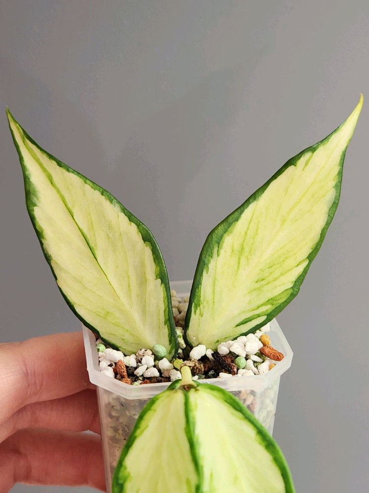 호야 폴리네우라 이너바리--1