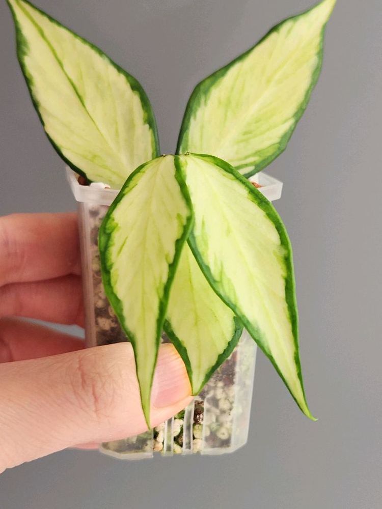 호야 폴리네우라 이너바리--2