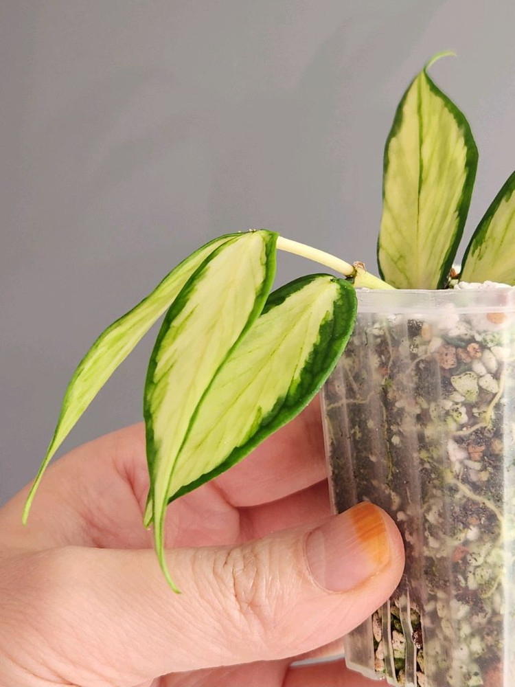 호야 폴리네우라 이너바리--3