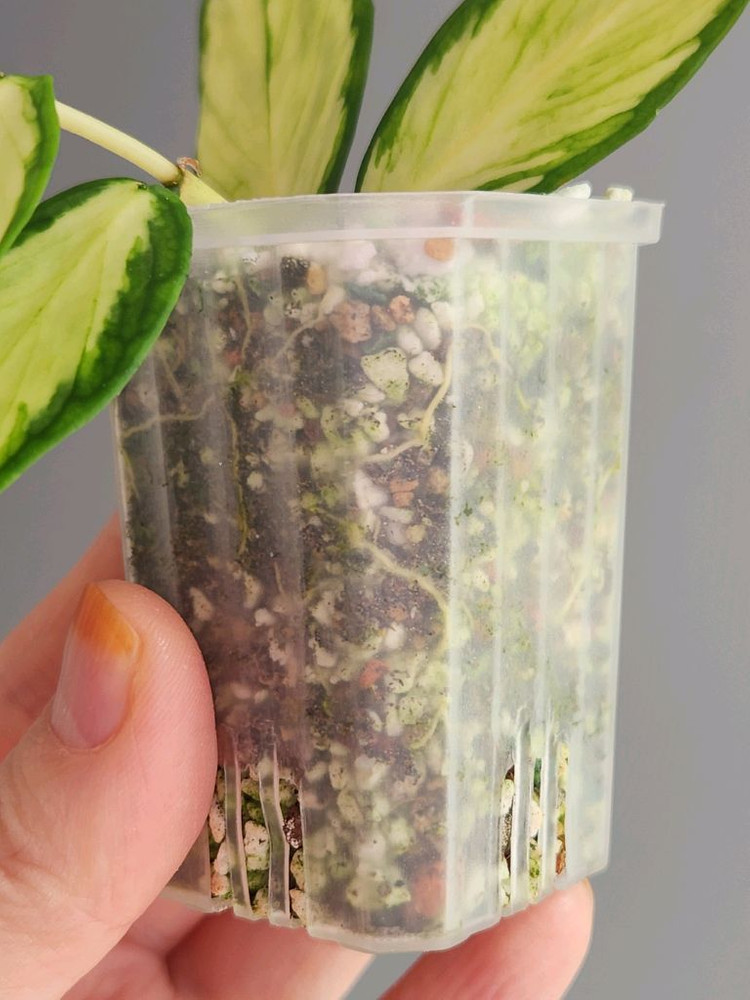 호야 폴리네우라 이너바리--4