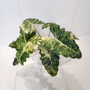 (S급 무천, 초대품) 알로카시아 푸세이도 옐로우 바리에가타