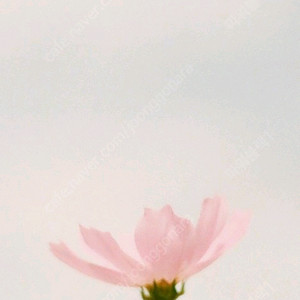 다이소 5천원권