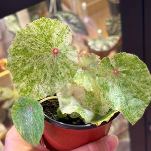 무늬루즈 베고니아