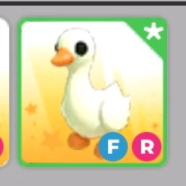 입양하세요 날타 오리 팝니다 이미지