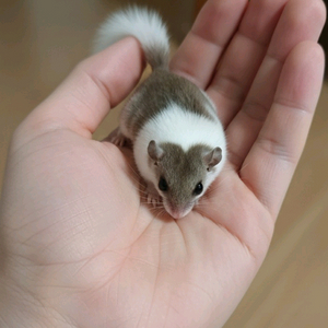 일산 피그미다람쥐 수컷 8개월