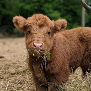 한우 kpn 1410 팝니다