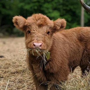 한우 kpn 1410 팝니다