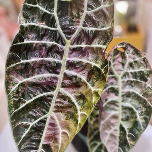 알로카시아 왓소니아 글로시 바리에가타