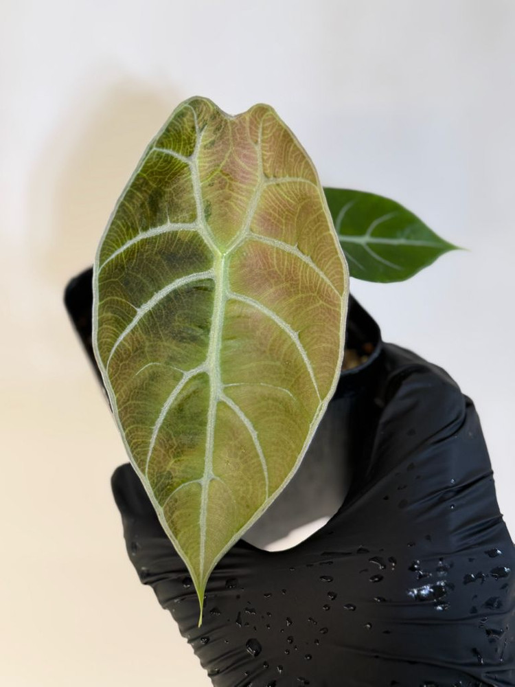 알로카시아 왓소니아 글로시 바리에가타--2