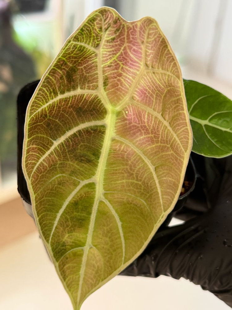 알로카시아 왓소니아 글로시 바리에가타--3