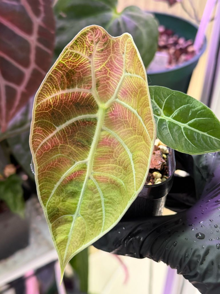 알로카시아 왓소니아 글로시 바리에가타--4