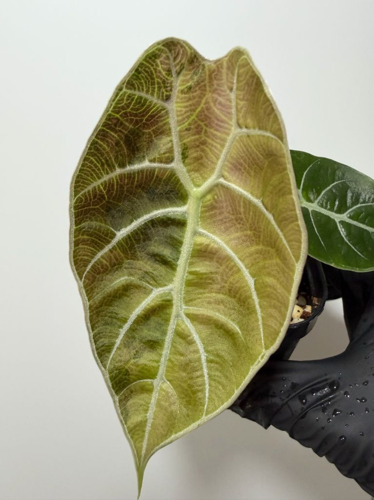 알로카시아 왓소니아 글로시 바리에가타--6