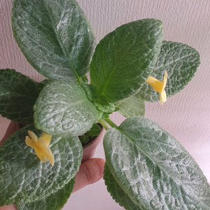 에피스시아 옐로우스파이더