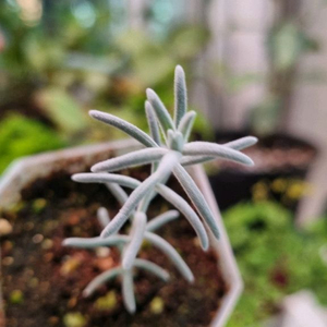 에레모필라 니베아