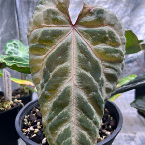 안스리움 핑크 원더보이 F2