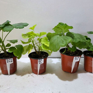 제라늄4종 분양