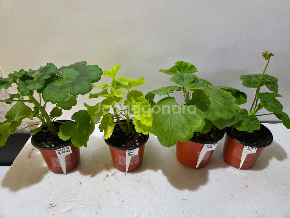 제라늄4종 분양--1