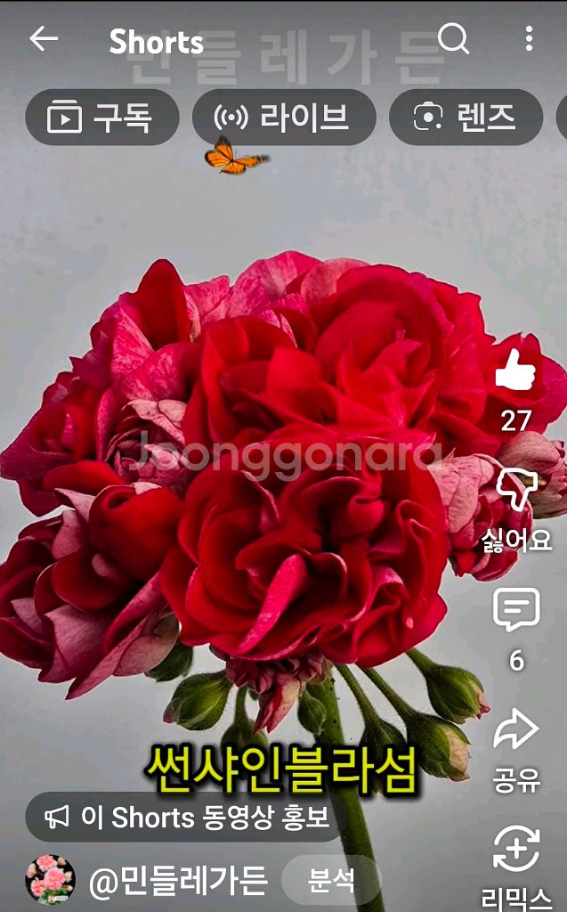 제라늄4종 분양--2