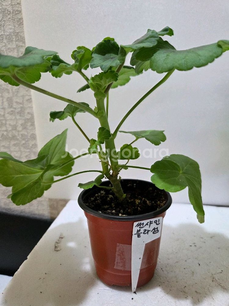 제라늄4종 분양--3