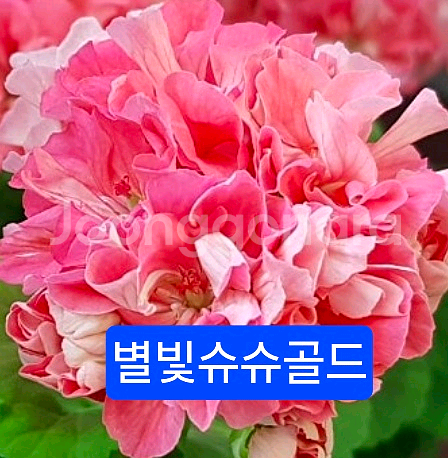 제라늄4종 분양--4