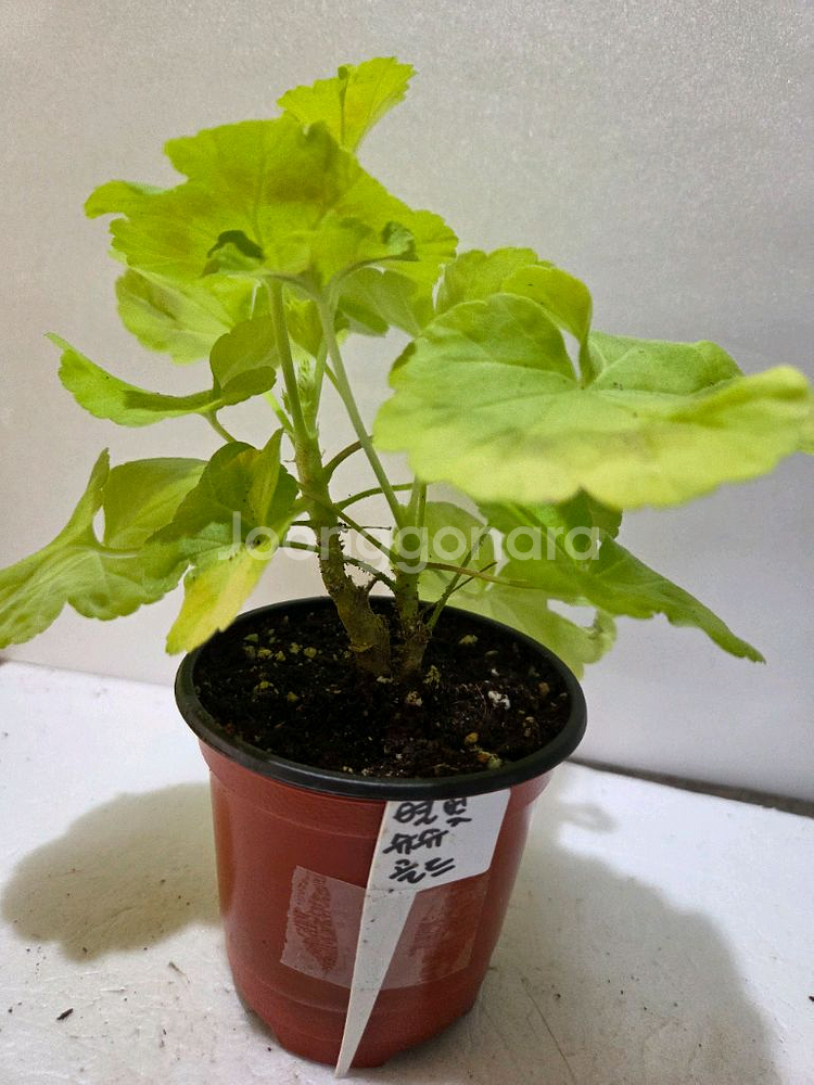 제라늄4종 분양--5