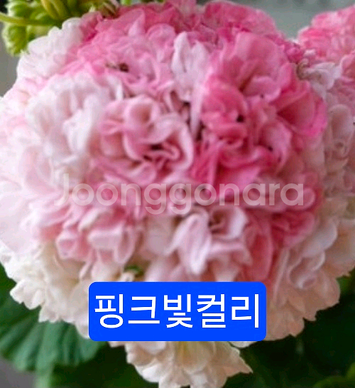 제라늄4종 분양--6