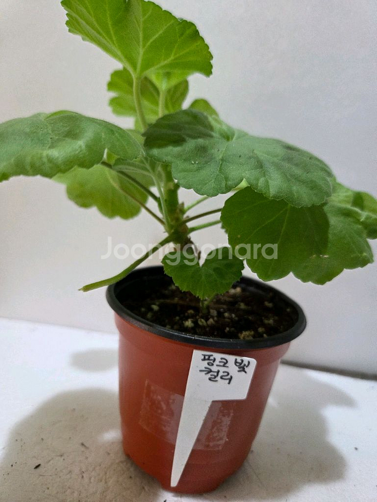 제라늄4종 분양--7