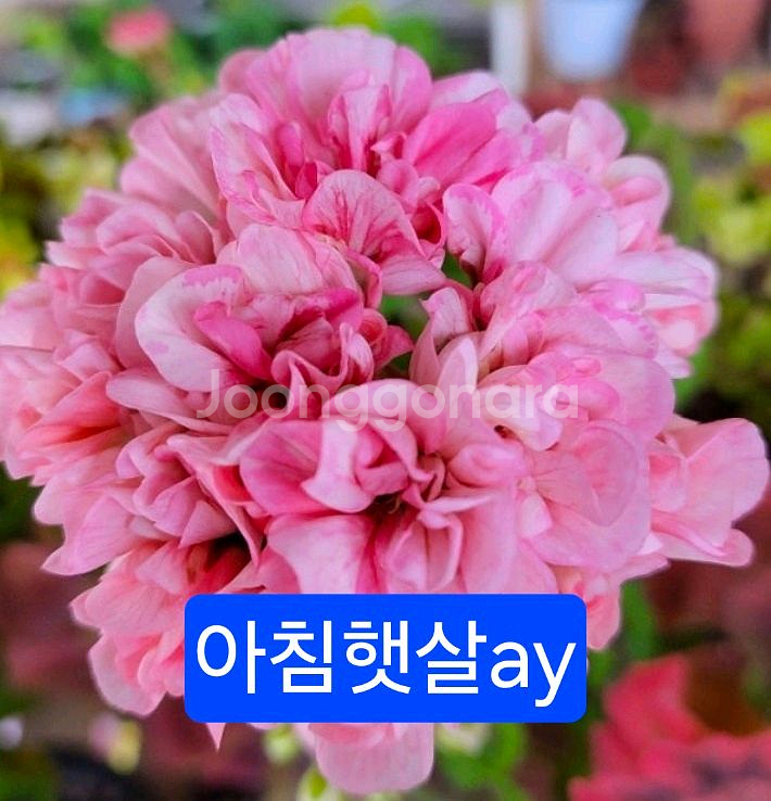 제라늄4종 분양--8