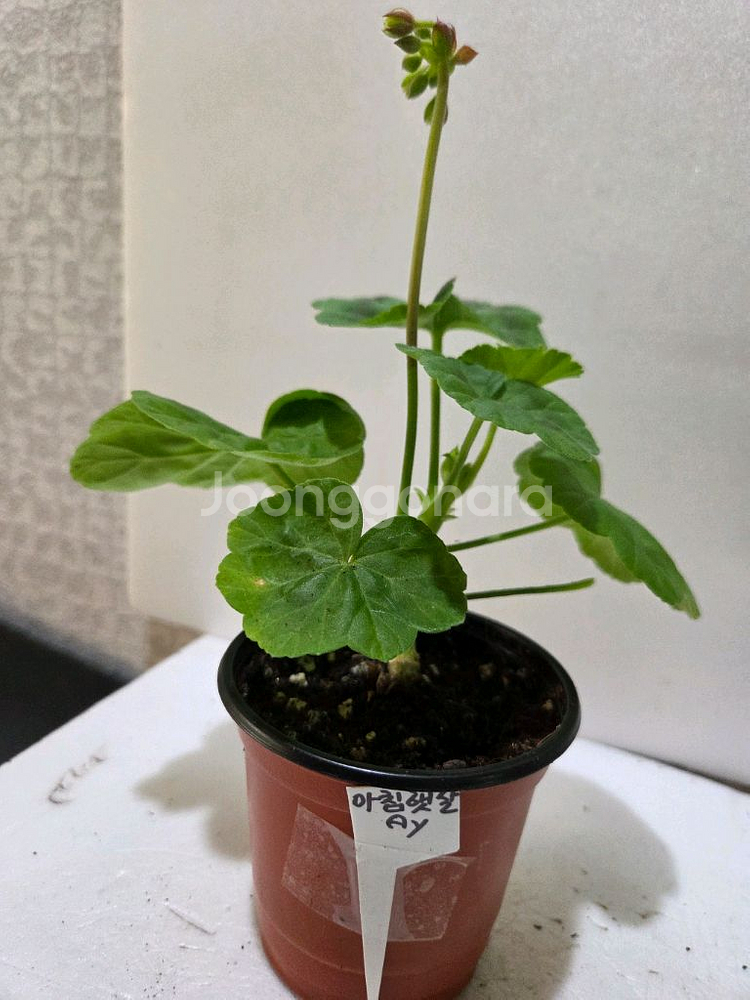 제라늄4종 분양--9