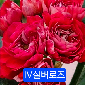 IV실버로즈 러시아제라늄 대품