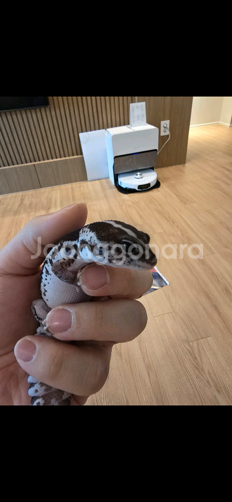 펫테일게코 오레오제로 고퀄리티 암컷--0