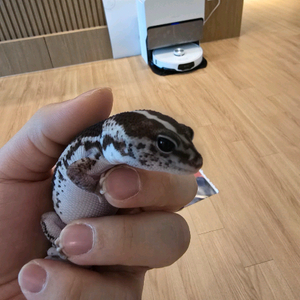 펫테일게코 오레오제로 고퀄리티 암컷