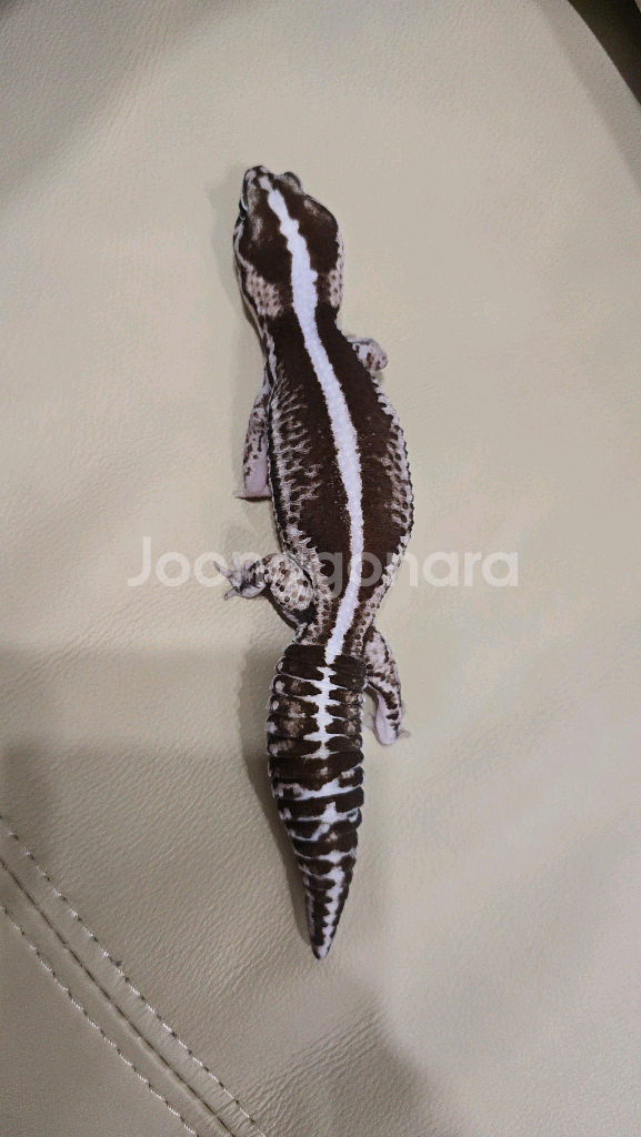 펫테일게코 오레오제로 고퀄리티 암컷--1