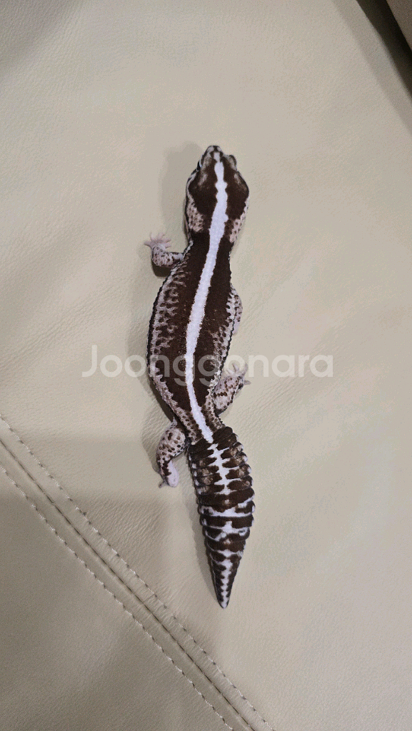 펫테일게코 오레오제로 고퀄리티 암컷--2