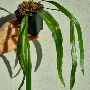 피로시아 롱기폴리아