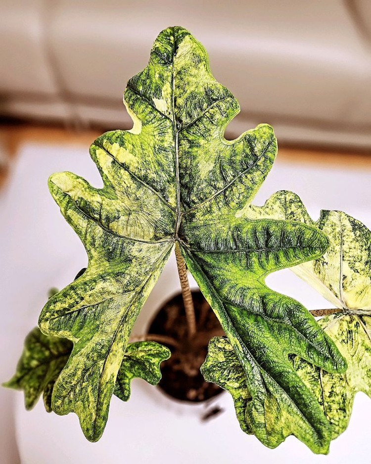 SS급 알로카시아 미스틱 스노우화이트 8-15번 분양--1