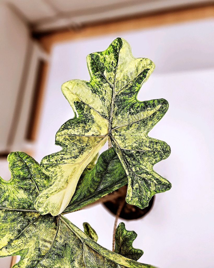 SS급 알로카시아 미스틱 스노우화이트 8-15번 분양--2