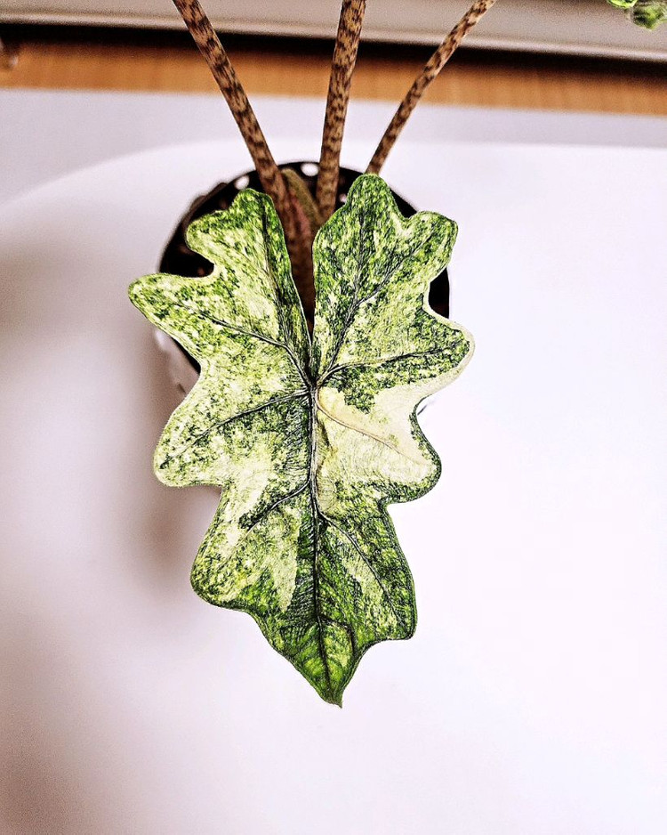 SS급 알로카시아 미스틱 스노우화이트 8-15번 분양--3