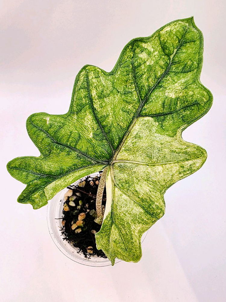 SS급 알로카시아 미스틱 스노우화이트 8-15번 분양--4