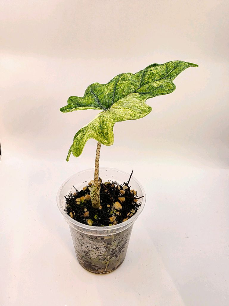 SS급 알로카시아 미스틱 스노우화이트 8-15번 분양--5