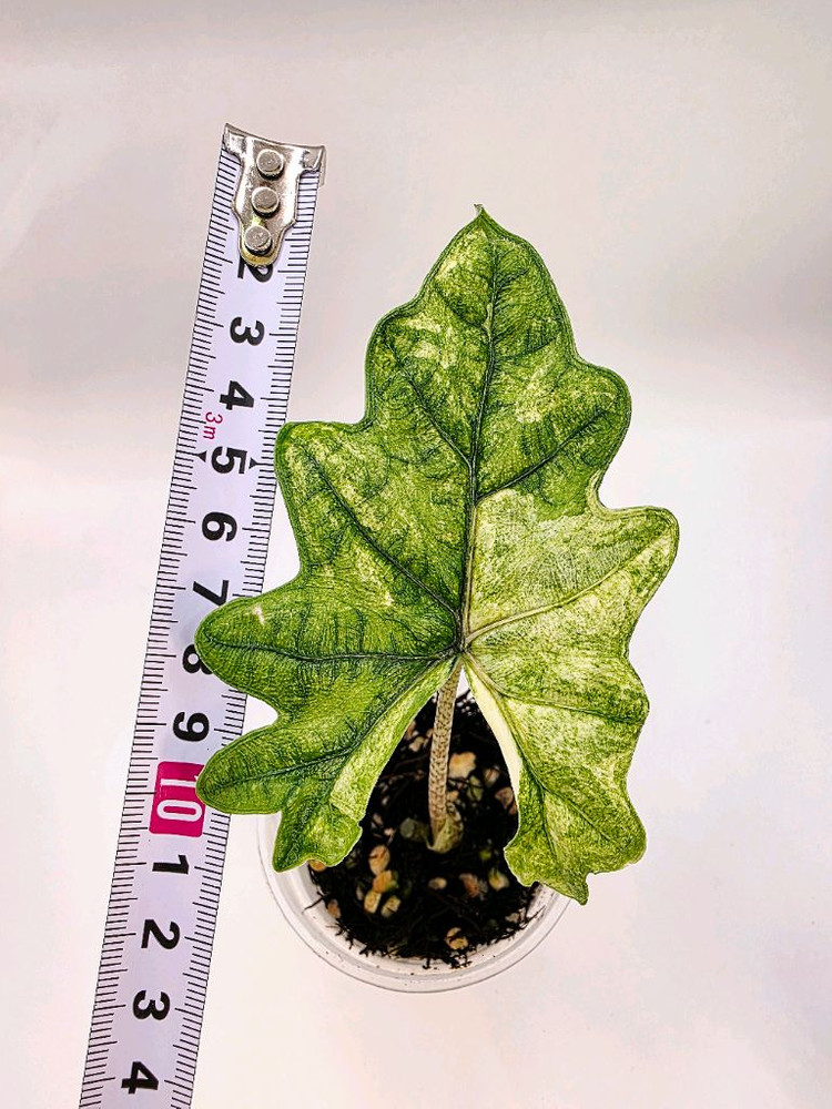 SS급 알로카시아 미스틱 스노우화이트 8-15번 분양--6