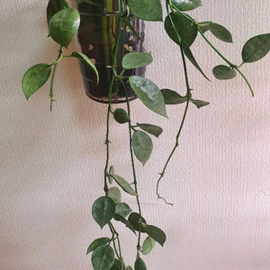 호야 라쿠노사 실버민트